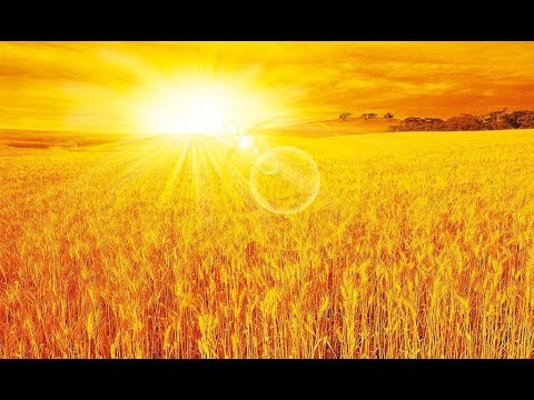 [FS'17] ● карта: ЗОЛОТОЙ КОЛОС День 9 ( Уборка урожая, Выполнения контракта) Стрим №6