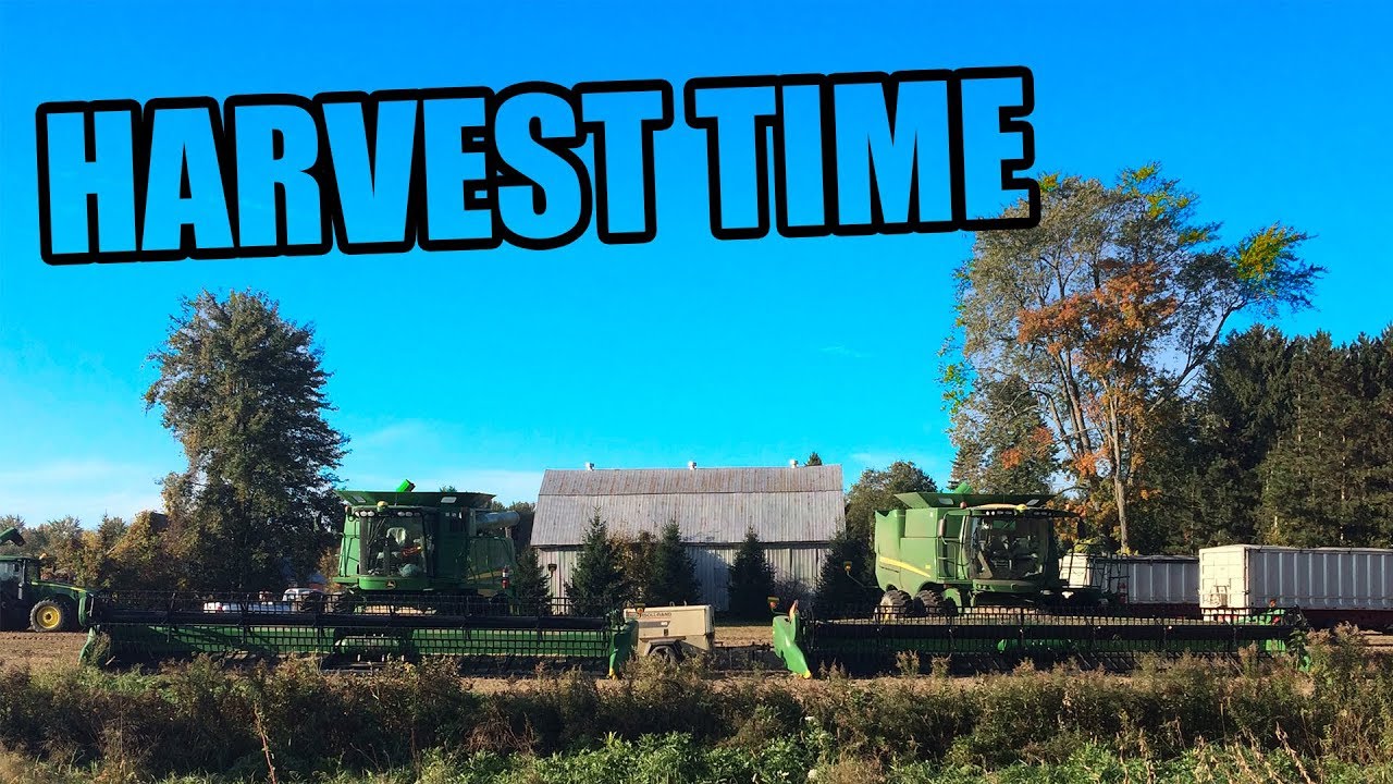 HELPING THE NEIBORS PICKING BEANS | REAL LIFE FARMING