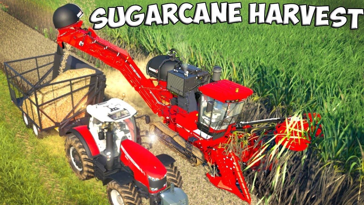 Farming Simulator 19 | SUGARCANE HARVEST - CASE IH AUSTOF 8800 MULTI-ROW