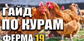 ГАЙД по КУРАМ Farming Simulator 19 | РАЗВОДИМ КУР В Ферме 19
